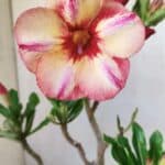 Planta Simples 2741 – 30cm – 02 anos