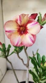 Planta Simples 2741 – 30cm – 02 anos