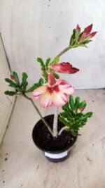 Planta Simples 2741 – 30cm – 02 anos - Imagem 4