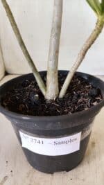 Planta Simples 2741 – 30cm – 02 anos - Imagem 7