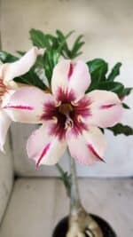 Planta Simples 2742 – 40cm – 03 anos