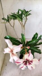 Planta Simples 2742 – 40cm – 03 anos - Imagem 5