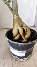 Planta Simples 2742 – 40cm – 03 anos - Imagem 4