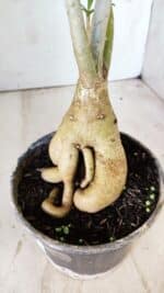 Planta Simples 2742 – 40cm – 03 anos - Imagem 9