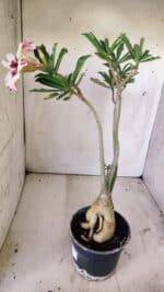 Planta Simples 2742 – 40cm – 03 anos - Imagem 8