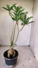Planta Simples 2742 – 40cm – 03 anos - Imagem 7