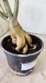 Planta Simples 2742 – 40cm – 03 anos - Imagem 6