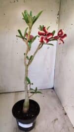 Planta Simples 2743 – 35cm – 03 anos - Imagem 2