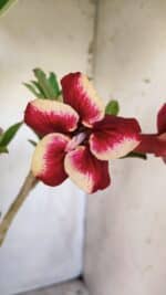 Planta Simples 2743 – 35cm – 03 anos - Imagem 4