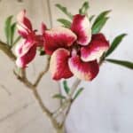 Planta Simples 2743 – 35cm – 03 anos