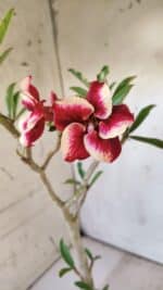 Planta Simples 2743 – 35cm – 03 anos