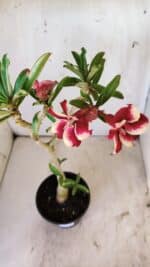 Planta Simples 2743 – 35cm – 03 anos - Imagem 5