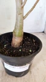 Planta Simples 2743 – 35cm – 03 anos - Imagem 9