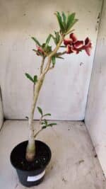 Planta Simples 2743 – 35cm – 03 anos - Imagem 6