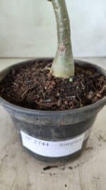 Planta Simples 2744 – 25cm – 01 ano - Imagem 7