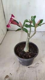 Planta Simples 2744 – 25cm – 01 ano - Imagem 6