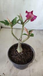 Planta Simples 2744 – 25cm – 01 ano - Imagem 5