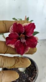 Planta Simples 2744 – 25cm – 01 ano