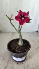 Planta Simples 2744 – 25cm – 01 ano - Imagem 4