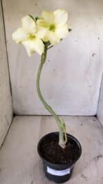 Planta Simples 2745 – 30cm – 02 anos - Imagem 2