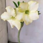 Planta Simples 2745 – 30cm – 02 anos