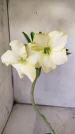 Planta Simples 2745 – 30cm – 02 anos