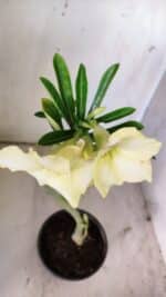 Planta Simples 2745 – 30cm – 02 anos - Imagem 4