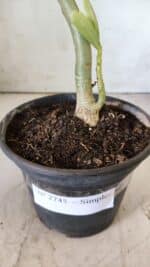 Planta Simples 2745 – 30cm – 02 anos - Imagem 6