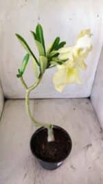 Planta Simples 2745 – 30cm – 02 anos - Imagem 5