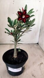 Planta Simples 2746 – 30cm – 02 anos - Imagem 2