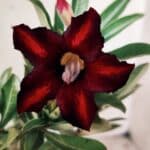 Planta Simples 2746 – 30cm – 02 anos