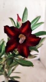 Planta Simples 2746 – 30cm – 02 anos