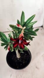 Planta Simples 2746 – 30cm – 02 anos - Imagem 4