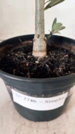 Planta Simples 2746 – 30cm – 02 anos - Imagem 6