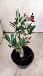 Planta Simples 2746 – 30cm – 02 anos - Imagem 5