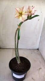 Planta Simples 2747 – 30cm – 02 anos - Imagem 2