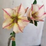 Planta Simples 2747 – 30cm – 02 anos