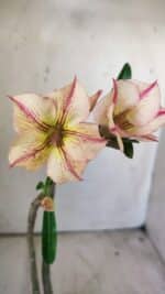 Planta Simples 2747 – 30cm – 02 anos