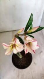 Planta Simples 2747 – 30cm – 02 anos - Imagem 4