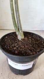 Planta Simples 2747 – 30cm – 02 anos - Imagem 6