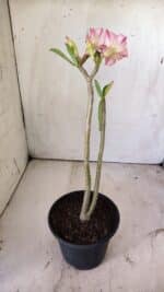 Planta Simples 2747 – 30cm – 02 anos - Imagem 5