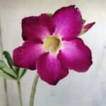 Planta Simples 2748 – 30cm – 02 anos