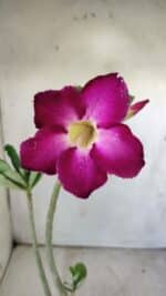 Planta Simples 2748 – 30cm – 02 anos