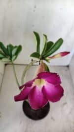 Planta Simples 2748 – 30cm – 02 anos - Imagem 4