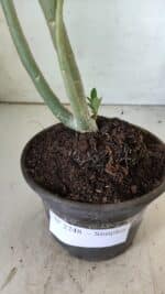 Planta Simples 2748 – 30cm – 02 anos - Imagem 6