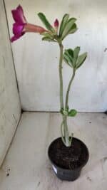 Planta Simples 2748 – 30cm – 02 anos - Imagem 5