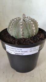 ASTROPHYTUM ASTERIAS STAR SHAPE Nº 128 – vaso 17 - Imagem 2