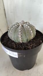 ASTROPHYTUM ASTERIAS STAR SHAPE Nº 128 – vaso 17 - Imagem 9