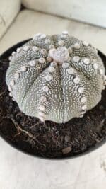 ASTROPHYTUM ASTERIAS STAR SHAPE Nº 128 – vaso 17 - Imagem 8