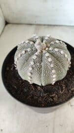ASTROPHYTUM ASTERIAS STAR SHAPE Nº 128 – vaso 17 - Imagem 7